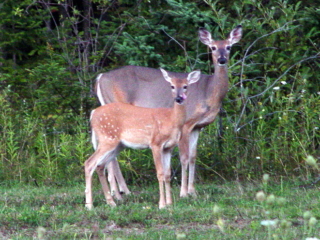 deer