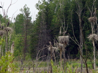 Sandhill Cranes