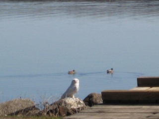 Snowy white Owl on L.G.