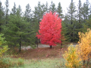 Red Tree Fall Beauty