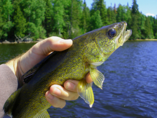 walleye2